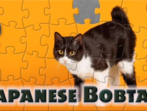 Japanese bobtail - ジャパニーズボブテイル - cats puzzle