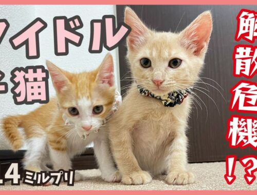 【アイドル 猫】保護したアイドル子猫のデビューはお預け…でも可愛い２匹には癒やされます！【アイドル猫・ミルプリ14】/ cute kittens are idols