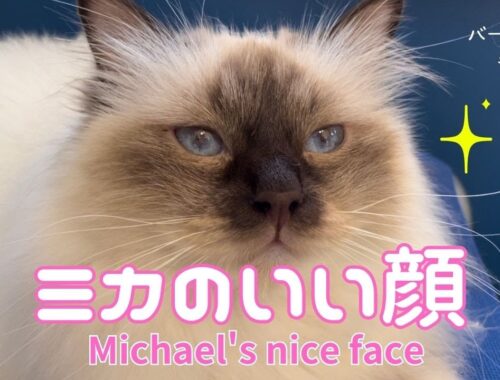 バーマン猫ミカ【ミカのいい顔】Michael's nice face（バーマン猫）Birman/Cat