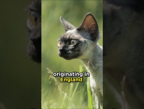 The Devon Rex cat from England #cats #devonrexcat