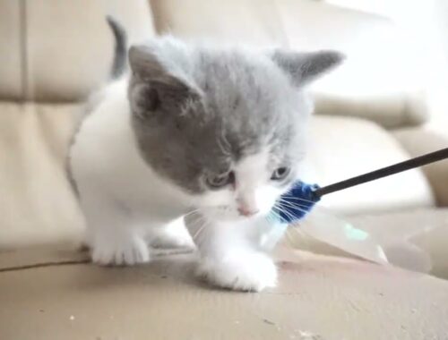 ブリティッシュショートヘアー子猫　British Shorthair　2023.7.10産まれ　ブルー&ホワイト　男の子　シーダキャット猫のお店