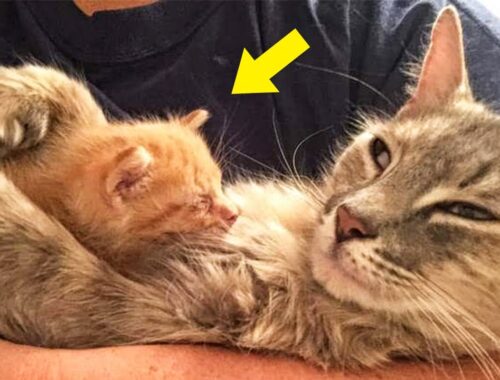 Cat Mom Who Lost Her Kittens Finds Happiness Again In An Orphaned Kitty In Need