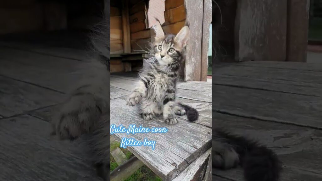 Gentle, sweet Massimo Mur Amur Maine coon kitten boy #pets  #shorts  #cat
