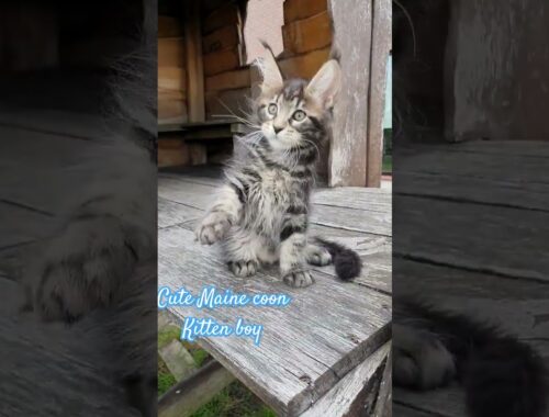 Gentle, sweet Massimo Mur Amur Maine coon kitten boy #pets  #shorts  #cat
