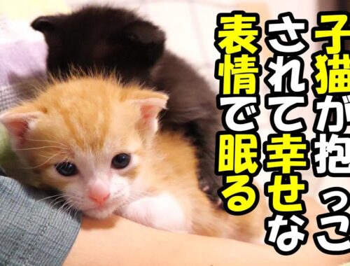抱っこされて幸せそうな表情で眠りにつく子猫たち【赤ちゃん猫　保護猫】