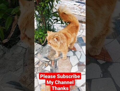 A Persian cat/ beautiful Cats Video/ brown cat#cats #catshorts #persiancat #browncat #youtubeshort