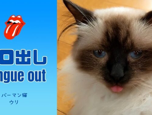 バーマン猫ウリ【ベロ出し】Tongue out（バーマン猫）Birman/Cat