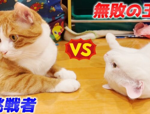 長男猫と次男猫によるバッチバチの「にらめっこ日本代表選手権」…笑[クラちゃんとトコちゃん]