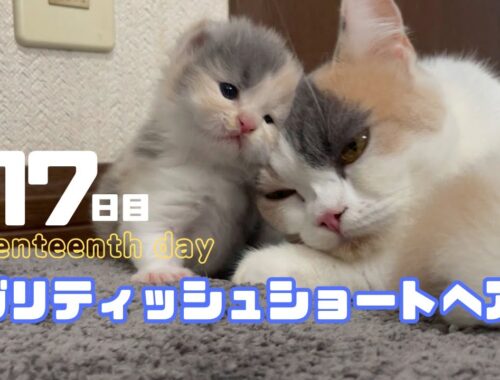 【17日目のブリティッシュショートヘア子猫】バラエティな兄妹たち