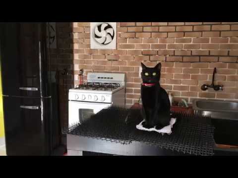 とってもかわいい♡ハナちゃん☆４匹黒猫ボンベイ家族