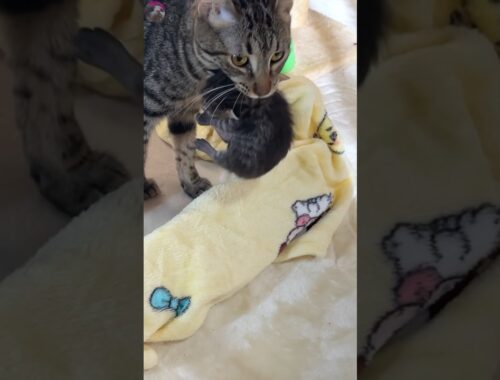 Mama Cat took Baby Kitten to an unexpected place #kitten #cats #shorts