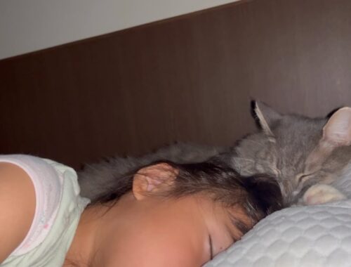 子供と同じ枕で眠る猫　ノルウェージャンフォレストキャット　Cat sleeps on same pillow as child
