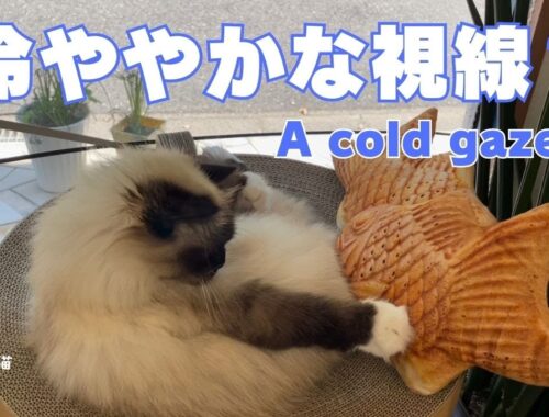 バーマン猫ガブ【冷ややかな視線？】（バーマン猫）Birman/Cat