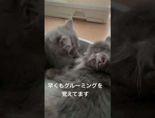 ふわふわのラガマフィン姉妹 #猫のいる暮らし #子猫動画 #猫赤ちゃん