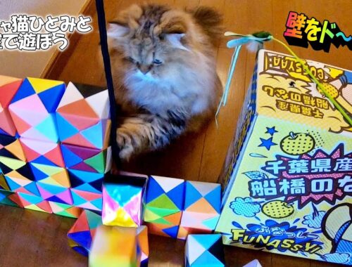 ペルシャ猫ひとみとお部屋で遊ぼう。立体折り紙の六面体で壁を作ってみた。