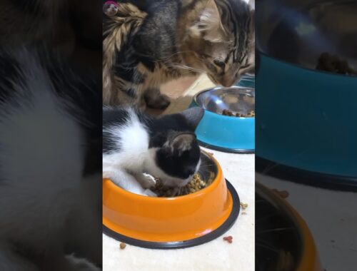 A rescued kitten eats a meal together with older cats for the first time #cats #kitten #shorts