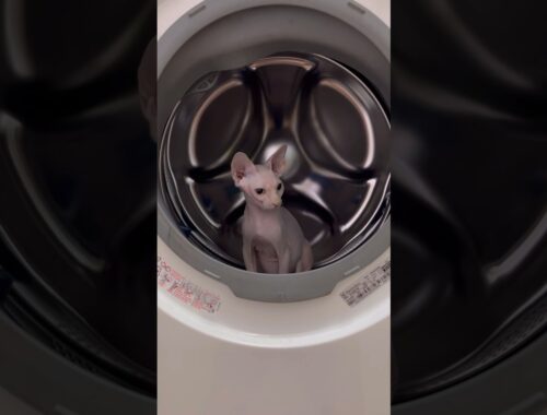 洗濯機の中を楽しむ毛のない子猫【スフィンクス猫】