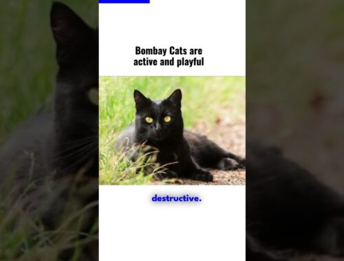 bombay cats are active and playful
