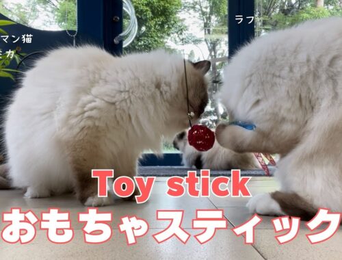 バーマン猫ラフとミカ【おもちゃスティック】Toy stick（バーマン猫）Birman/Cat