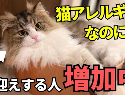 【猫アレルギーでも抱ける猫】サイベリアンが猫アレルギーを発症しにくい理由とその特徴について解説します！