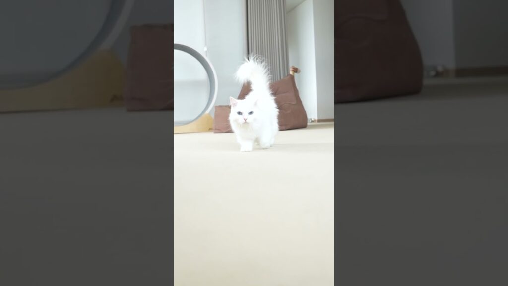 이름 부르면 걸어오는 개냥이