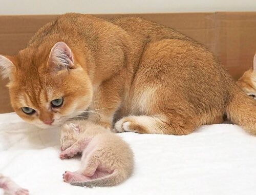 Dad cat meets mom cat and baby kittens for the first time after a long separation