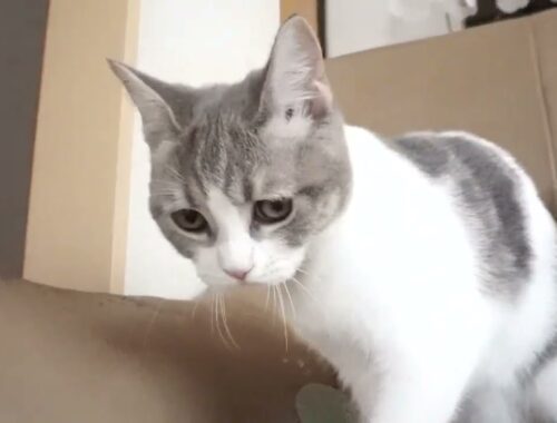 ブリティッシュショートヘアー子猫　British Shorthair　2023.2.12産まれ　ブルータビー&ホワイト　女の子　シーダキャット猫のお店