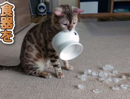 【スノーベンガル猫とトイプードル】愛猫と愛犬に氷をあげてみた