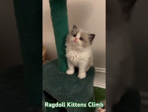 Cute Ragdoll Kittens Climb the Cat Tree #kitten #catshorts #ragdollcat #funnycatvideos