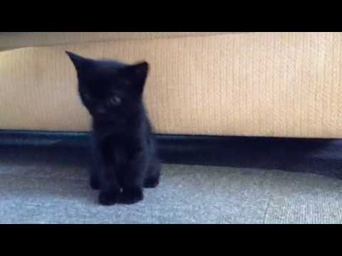 黒猫 ボンベイ赤ちゃん。きょとんお座りが可愛すぎ♡Black bombay cat（黒のボンベイ猫）
