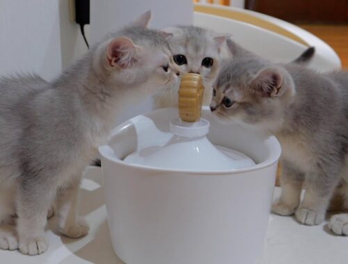 If you set a cute hydration machine, the kitten's bite is staggering.