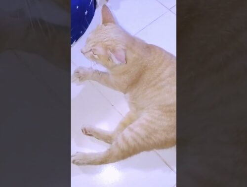 Ginger Manx Cat Resting like a Big Boss !!! | 1st Day Adoption