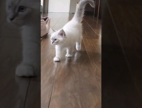 How this kitten adjust to his new home within a few of days and became friends ❤️