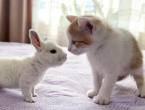 Cute Tiny Kitten Reacts to Baby Bunny [Cuteness Overload]