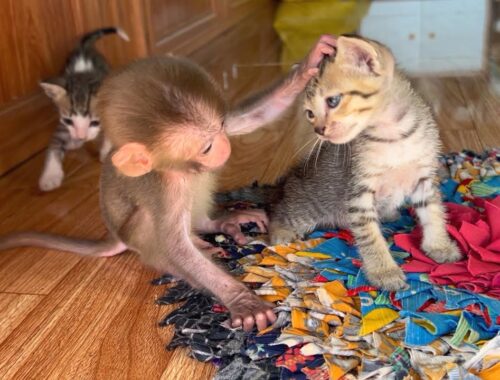 Baby monkey DoDo is angry because 2 mischievous kittens disturb DoDo's nap