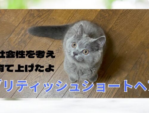 【ブリティッシュショートヘア子猫】2023.5.12生　仮名アールくん