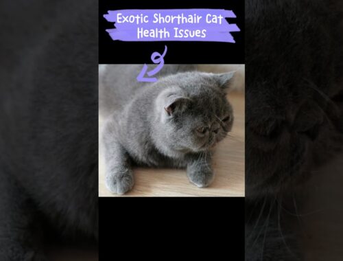 Exotic Shorthair Cat Health Issues😿🙀 #shortsfeed