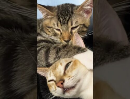 [可愛いすぎる🐈💕]観ると"セロトニン"が分泌される猫(シンガプーラ・ジェネッタ)の動画