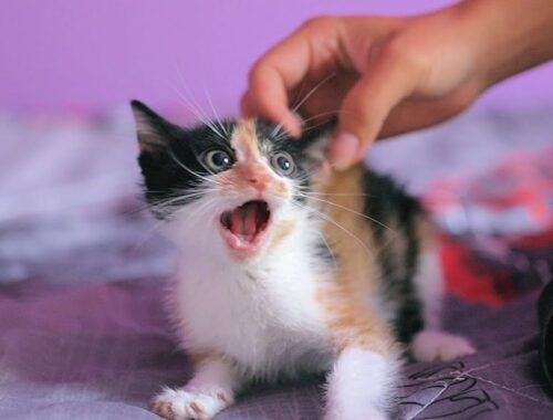 Furious Kitten Will Fight You If You Try To Touch