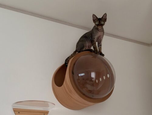デボンレックス子猫は高いところが好きです(Devon Rex kitten likes high places)