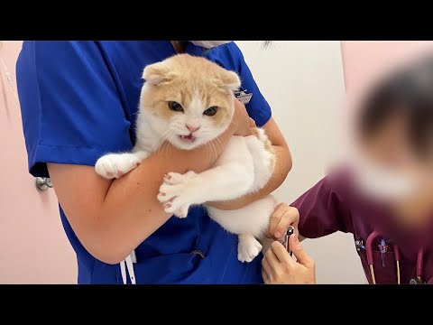大嫌いな病院に行ったら注射された子猫がこうなっちゃいました…
