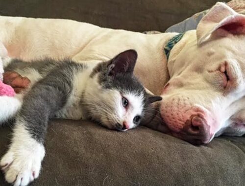 Rescued Pitbull Become The Best Mother For Orphaned Kittens