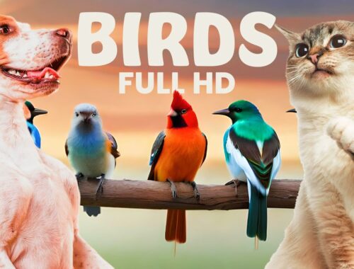 Warning! Your pet is going to get addicted to this video 📺🐦 Full HD Birds and relaxing music