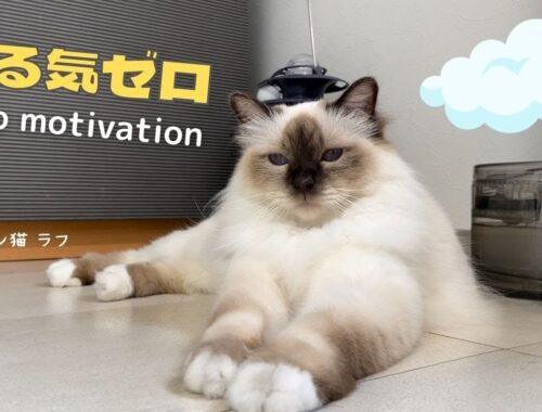バーマン猫ガブもラフも今日はどんより【やる気ゼロ】Zero motivation（バーマン猫）Birman/Cat