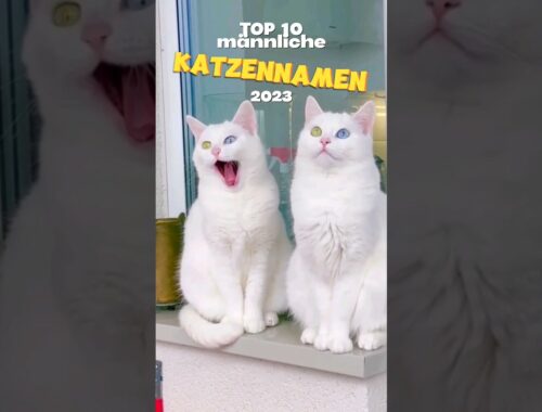 TOP 10 männliche Katzennamen 2023 😼🐈😸🙀 #katze #meow #katzen #cat#katzennamen#2023 #koti