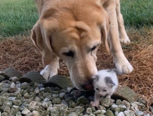 Dog Takes to Stray Kitten Who Was Found Crying Alone on Farm