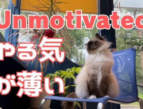バーマン猫ガブ【やる気が薄い】Unmotivated（バーマン猫）Birman/Cat