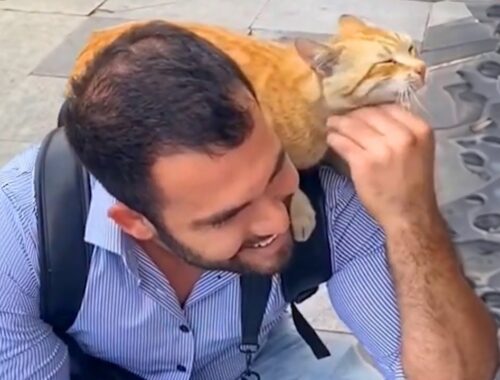 Love in Every Purr: Cute ways cats show their love for their owner