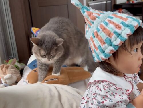 赤ちゃんから嫉妬される猫　ラガマフィンA cat competing for space with a baby. Ragamuffin