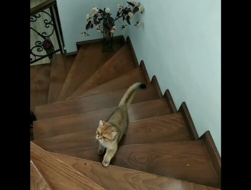 Brown Cat Climbing Stairs